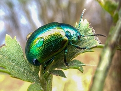 Chrysolina graminis