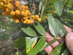 Sorbus aucuparia