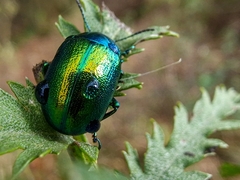 Chrysolina graminis
