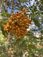 Sorbus aucuparia