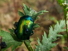 Chrysolina graminis