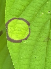 Parallelodiplosis subtruncata