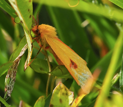 Diacrisia sannio
