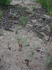 Artemisia campestris
