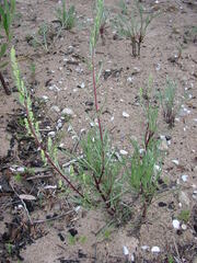 Artemisia campestris