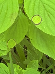 Parallelodiplosis subtruncata