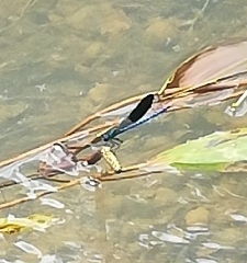 Calopteryx xanthostoma