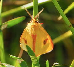 Diacrisia sannio