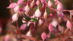 Augochlora pura