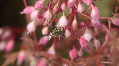Augochlora pura