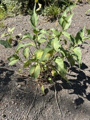 Rudbeckia occidentalis