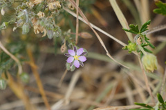 Spergularia