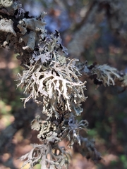 Evernia prunastri