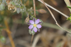 Spergularia