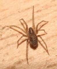 Tegenaria domestica