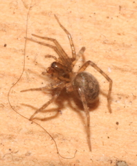 Tegenaria domestica