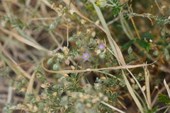 Spergularia