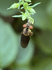 Holcocephala