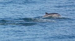 Phocoena phocoena