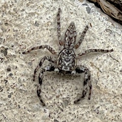 Platycryptus undatus