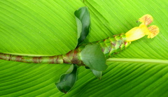 Costus pictus