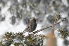Leucosticte atrata