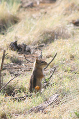 Callospermophilus lateralis