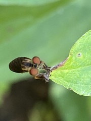 Holcocephala