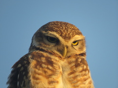 Athene cunicularia