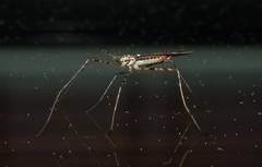 Amphineurus