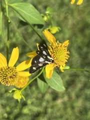 Alypia octomaculata