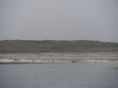 Thalasseus sandvicensis