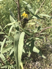 Helianthus tuberosus