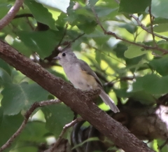 Baeolophus atricristatus