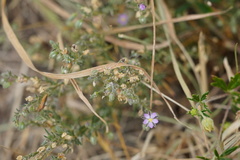Spergularia