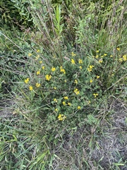 Lotus corniculatus