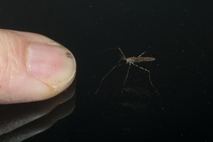 Amphineurus