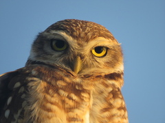 Athene cunicularia
