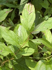 Cornus racemosa