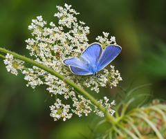 Polyommatus thersites