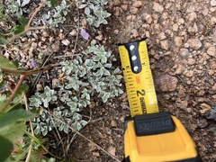 Antennaria parvifolia