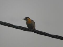 Colaptes campestris campestroides