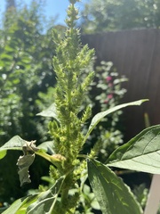 Amaranthus retroflexus