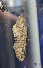 Eupithecia pusillata