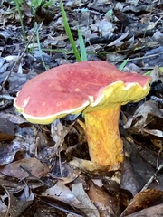 Baorangia bicolor