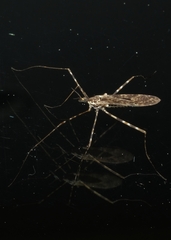 Amphineurus