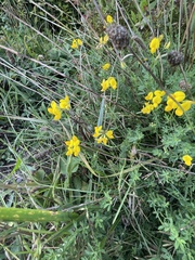 Lotus corniculatus