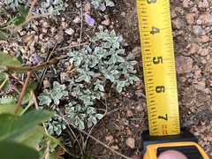 Antennaria parvifolia