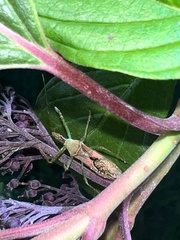 Zelus renardii