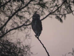 Athene cunicularia